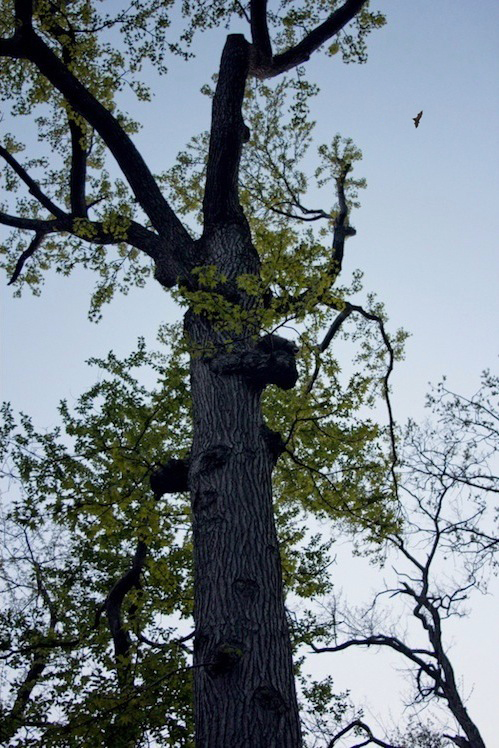 bat walk gabriel willow central park audubon sidetour