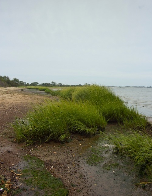 dead horse bay glass rives