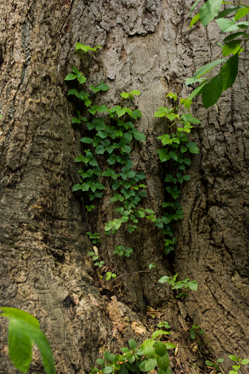 queens alley park giant tulip oldest tallest tree