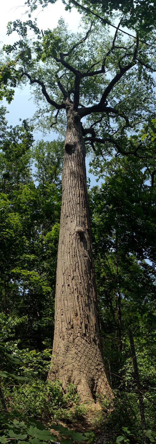 queens alley park giant tulip oldest tallest tree