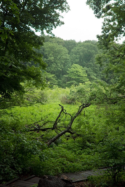 greenbelt staten island loosestrife hourglass wildest