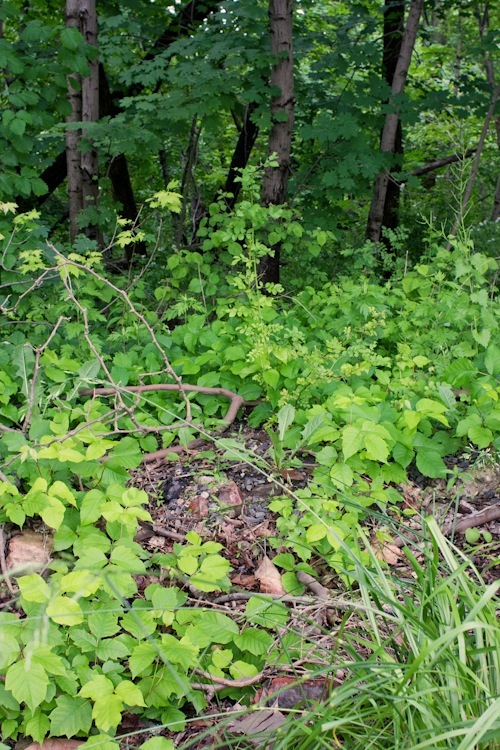 greenbelt staten island loosestrife hourglass wildest