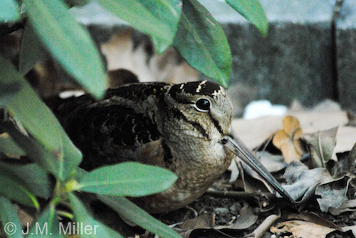 American woodcock by J.M. Miller